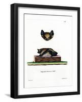 Serotine Bat-null-Framed Giclee Print