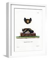 Serotine Bat-null-Framed Giclee Print