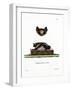 Serotine Bat-null-Framed Giclee Print