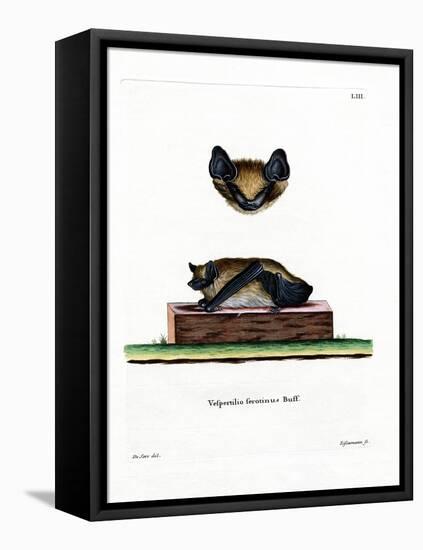 Serotine Bat-null-Framed Stretched Canvas