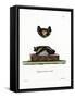 Serotine Bat-null-Framed Stretched Canvas