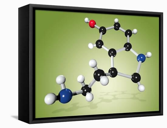 Serotonin Neurotransmitter Molecule-Miriam Maslo-Framed Stretched Canvas