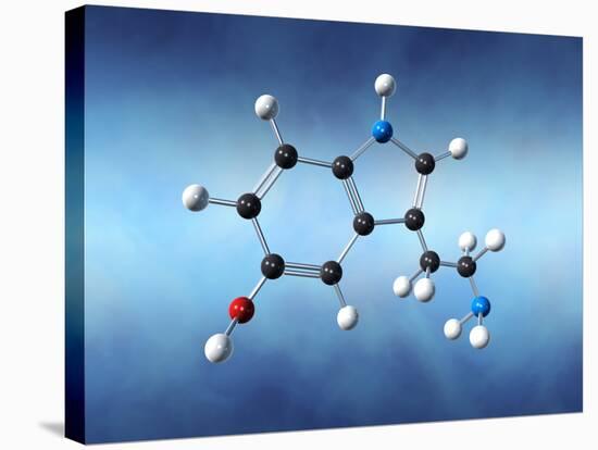 Serotonin Neurotransmitter Molecule-David Mack-Stretched Canvas