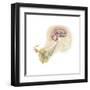 Serotonin Released in the Brain Travels Down the Spinal Cord-null-Framed Art Print