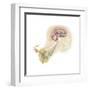 Serotonin Released in the Brain Travels Down the Spinal Cord-null-Framed Art Print