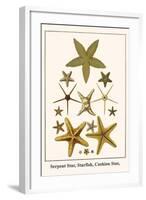 Serpent Star, Starfish, Cushion Star,-Albertus Seba-Framed Art Print