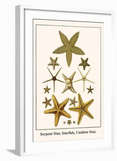 Serpent Star, Starfish, Cushion Star,-Albertus Seba-Framed Art Print