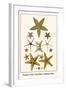 Serpent Star, Starfish, Cushion Star,-Albertus Seba-Framed Art Print