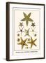 Serpent Star, Starfish, Cushion Star,-Albertus Seba-Framed Art Print