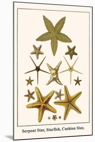 Serpent Star, Starfish, Cushion Star,-Albertus Seba-Mounted Art Print