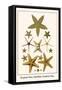 Serpent Star, Starfish, Cushion Star,-Albertus Seba-Framed Stretched Canvas