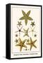 Serpent Star, Starfish, Cushion Star,-Albertus Seba-Framed Stretched Canvas