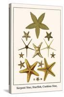Serpent Star, Starfish, Cushion Star,-Albertus Seba-Stretched Canvas