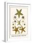 Serpent Star, Starfish, Cushion Star,-Albertus Seba-Framed Art Print