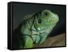 Serpentarium Green or Common Iguana, Skye, Scotland, United Kingdom, Europe-Murray Louise-Framed Stretched Canvas