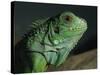 Serpentarium Green or Common Iguana, Skye, Scotland, United Kingdom, Europe-Murray Louise-Stretched Canvas