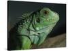 Serpentarium Green or Common Iguana, Skye, Scotland, United Kingdom, Europe-Murray Louise-Stretched Canvas