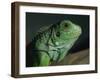 Serpentarium Green or Common Iguana, Skye, Scotland, United Kingdom, Europe-Murray Louise-Framed Photographic Print