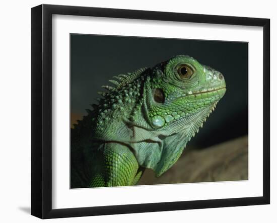 Serpentarium Green or Common Iguana, Skye, Scotland, United Kingdom, Europe-Murray Louise-Framed Photographic Print
