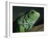 Serpentarium Green or Common Iguana, Skye, Scotland, United Kingdom, Europe-Murray Louise-Framed Photographic Print