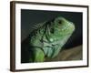 Serpentarium Green or Common Iguana, Skye, Scotland, United Kingdom, Europe-Murray Louise-Framed Photographic Print