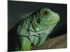 Serpentarium Green or Common Iguana, Skye, Scotland, United Kingdom, Europe-Murray Louise-Mounted Photographic Print