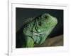 Serpentarium Green or Common Iguana, Skye, Scotland, United Kingdom, Europe-Murray Louise-Framed Photographic Print