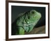 Serpentarium Green or Common Iguana, Skye, Scotland, United Kingdom, Europe-Murray Louise-Framed Photographic Print