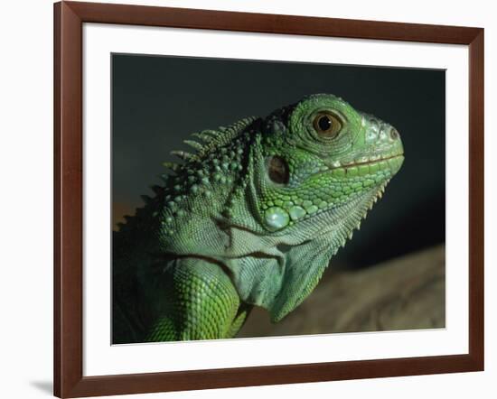Serpentarium Green or Common Iguana, Skye, Scotland, United Kingdom, Europe-Murray Louise-Framed Photographic Print