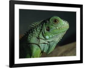 Serpentarium Green or Common Iguana, Skye, Scotland, United Kingdom, Europe-Murray Louise-Framed Photographic Print