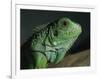 Serpentarium Green or Common Iguana, Skye, Scotland, United Kingdom, Europe-Murray Louise-Framed Photographic Print