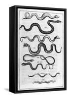 Serpents, 1675-Athanasius Kircher-Framed Stretched Canvas