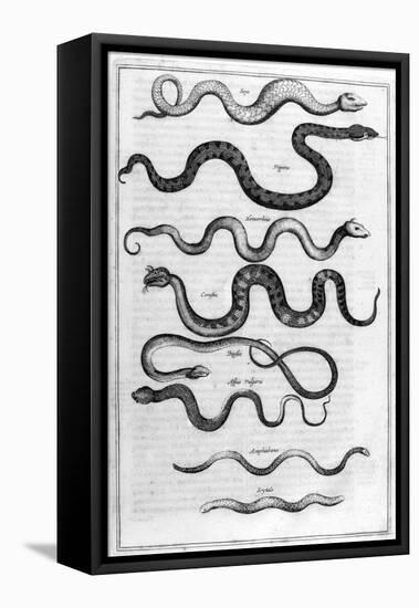 Serpents, 1675-Athanasius Kircher-Framed Stretched Canvas