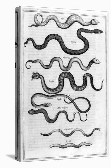 Serpents, 1675-Athanasius Kircher-Stretched Canvas