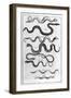 Serpents, 1675-Athanasius Kircher-Framed Giclee Print