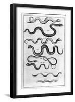 Serpents, 1675-Athanasius Kircher-Framed Giclee Print