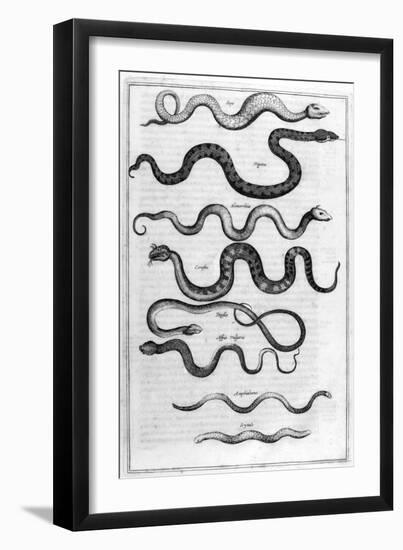 Serpents, 1675-Athanasius Kircher-Framed Giclee Print