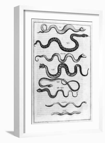 Serpents, 1675-Athanasius Kircher-Framed Giclee Print