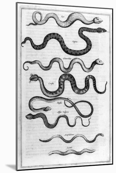 Serpents, 1675-Athanasius Kircher-Mounted Giclee Print