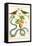 Serpents and Birds-Albertus Seba-Framed Stretched Canvas