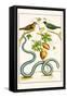 Serpents and Birds-Albertus Seba-Framed Stretched Canvas