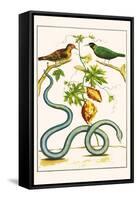Serpents and Birds-Albertus Seba-Framed Stretched Canvas