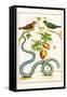 Serpents and Birds-Albertus Seba-Framed Stretched Canvas