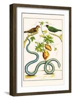 Serpents and Birds-Albertus Seba-Framed Art Print