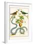 Serpents and Birds-Albertus Seba-Framed Art Print