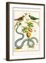 Serpents and Birds-Albertus Seba-Framed Art Print