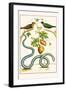 Serpents and Birds-Albertus Seba-Framed Art Print