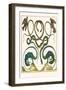 Serpents, Lizards and Birds-Albertus Seba-Framed Art Print