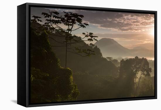 Serra Do Mar Forest in Sao Paulo State in Brazil-Alex Saberi-Framed Stretched Canvas