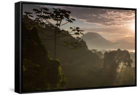 Serra Do Mar Forest in Sao Paulo State in Brazil-Alex Saberi-Framed Stretched Canvas